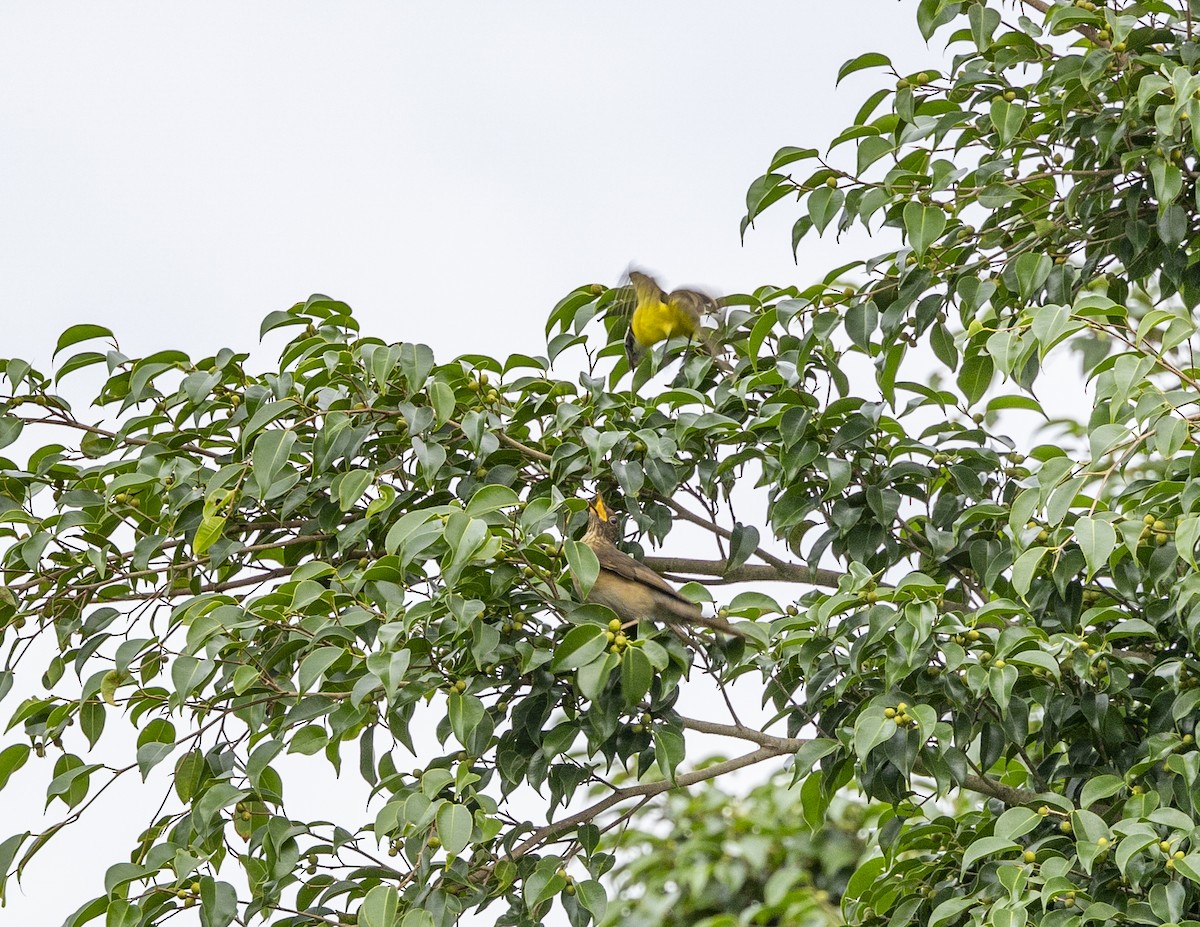 Social Flycatcher - Clarisse Odebrecht