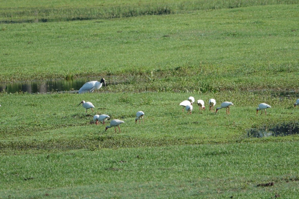 Wood Stork - deborah grimes