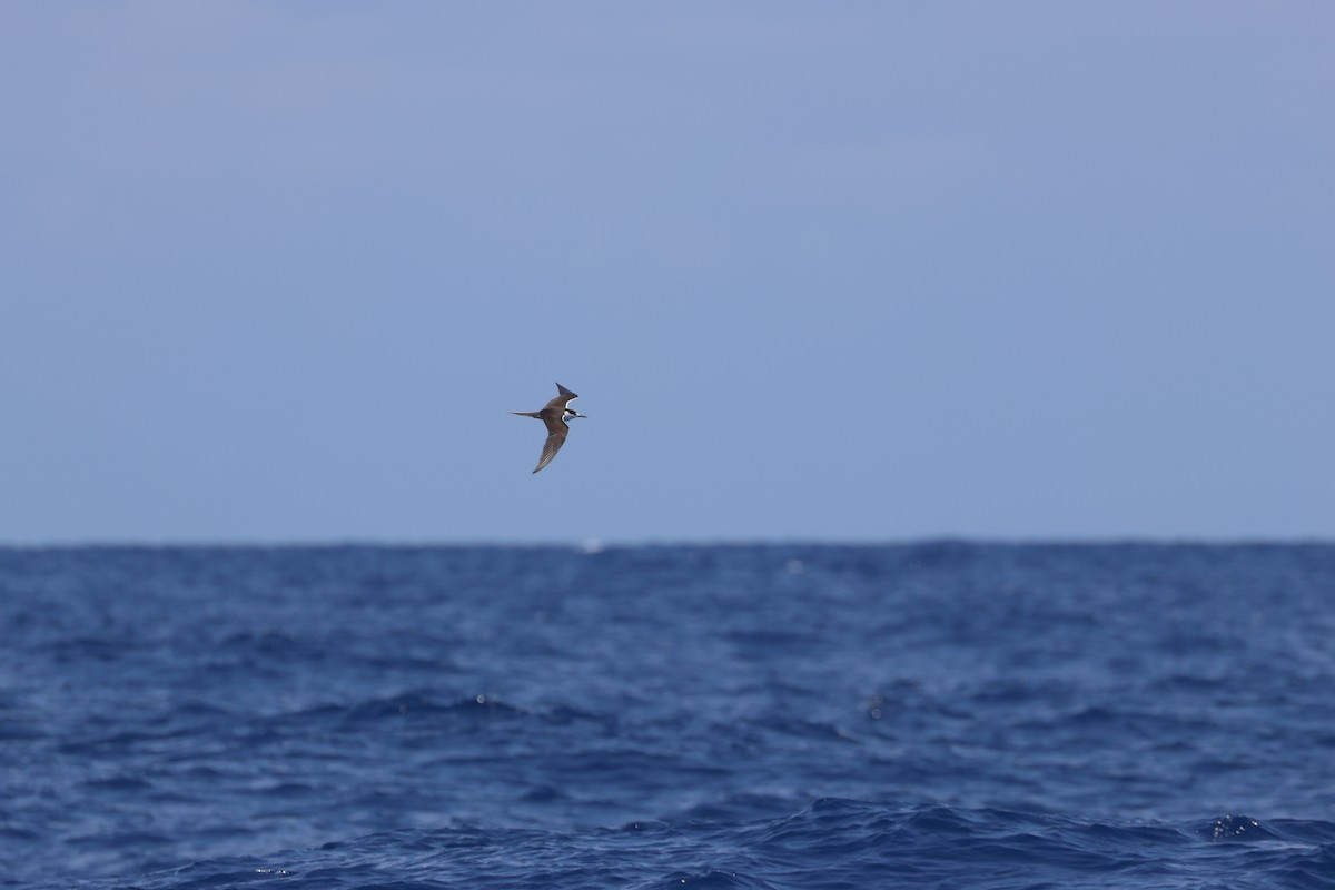 Sooty Tern - Chi-Hsuan Shao