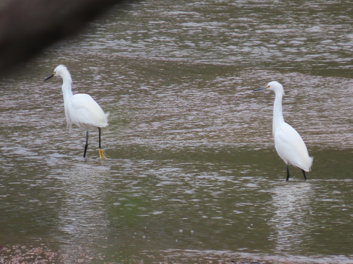 Snowy Egret - Kara L