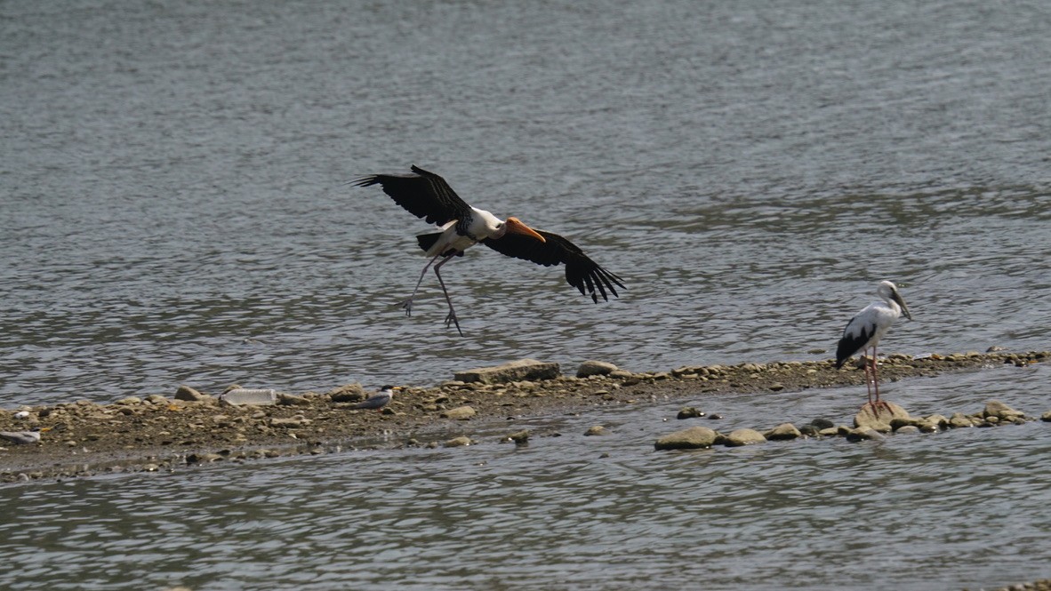 Painted Stork - Abhijit Ghaskadbi