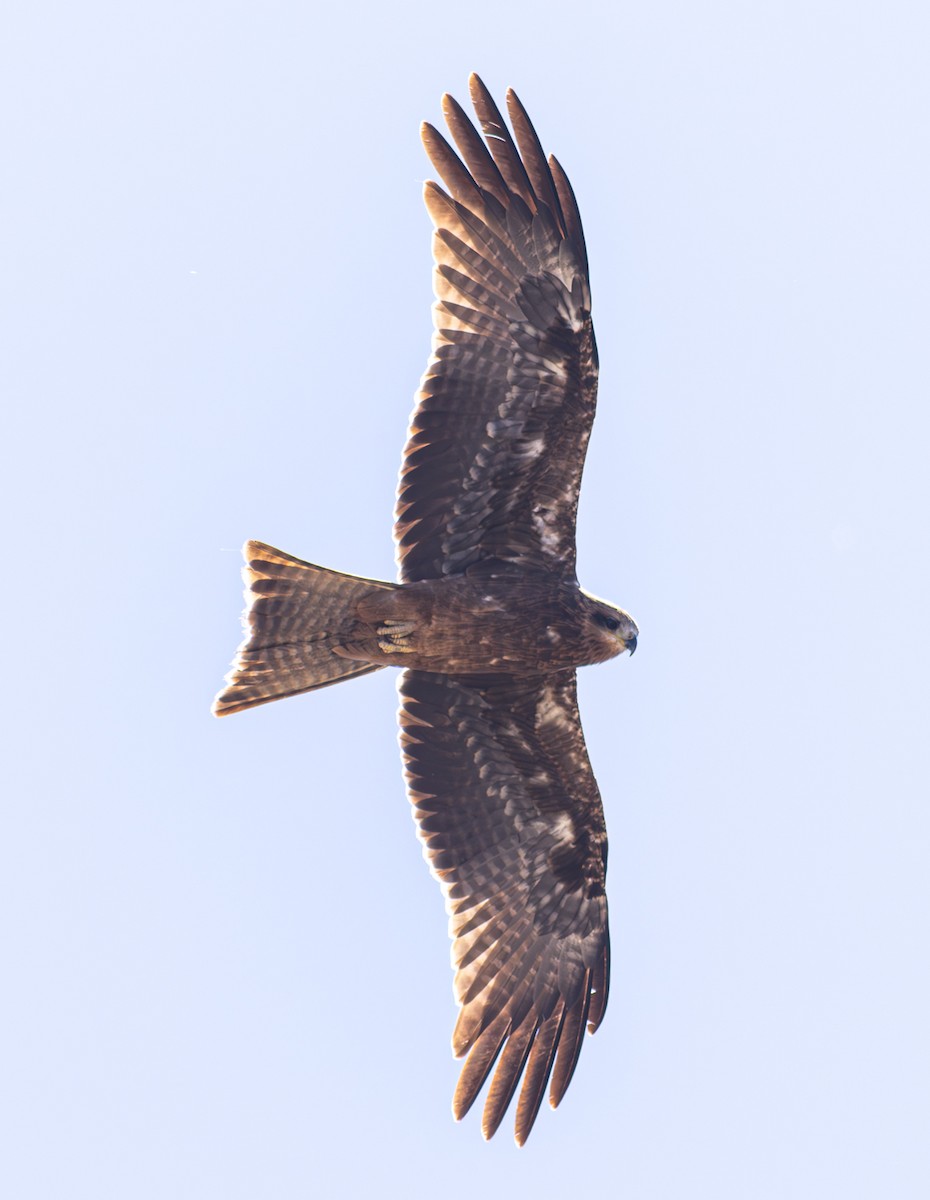 Black Kite - Pedro Nicolau