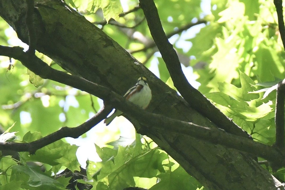 Chestnut-sided Warbler - ML618885706