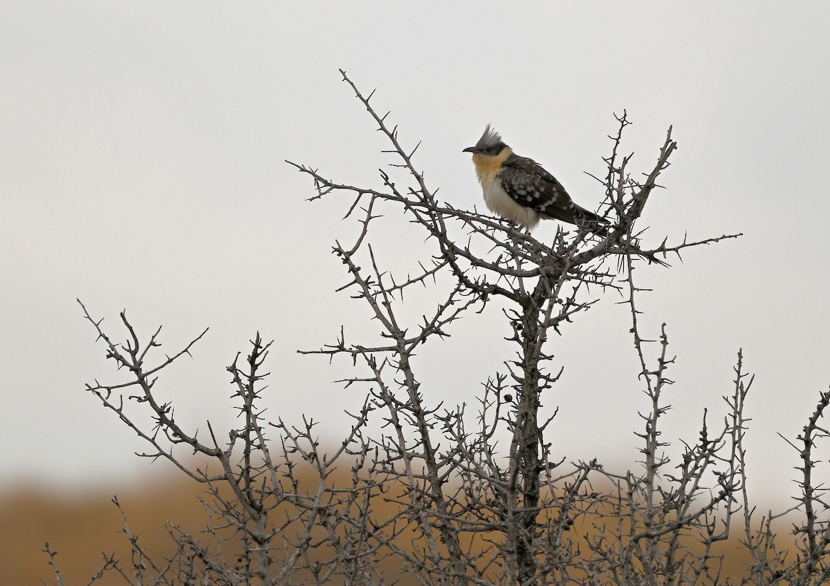 Great Spotted Cuckoo - ML618885717