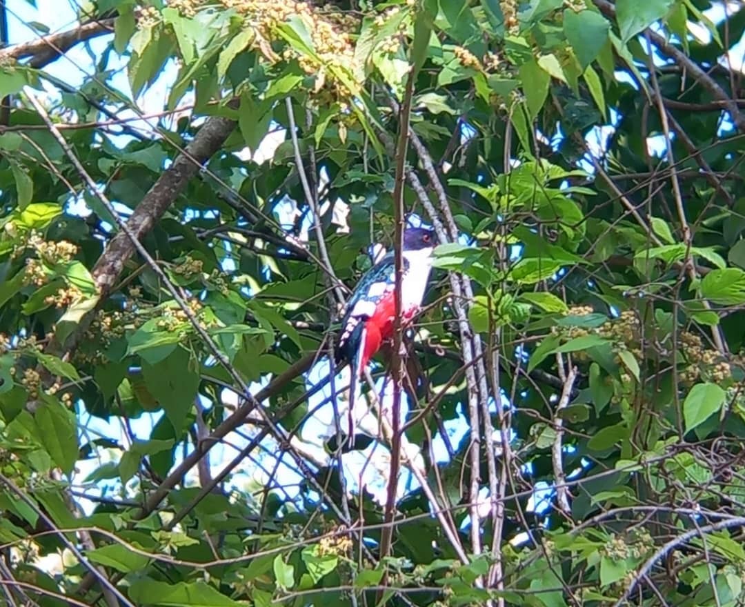 Cuban Trogon - Adriana Hernández Rodríguez