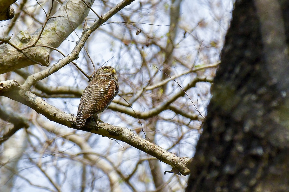 Jungle Owlet - Sathish Ramamoorthy