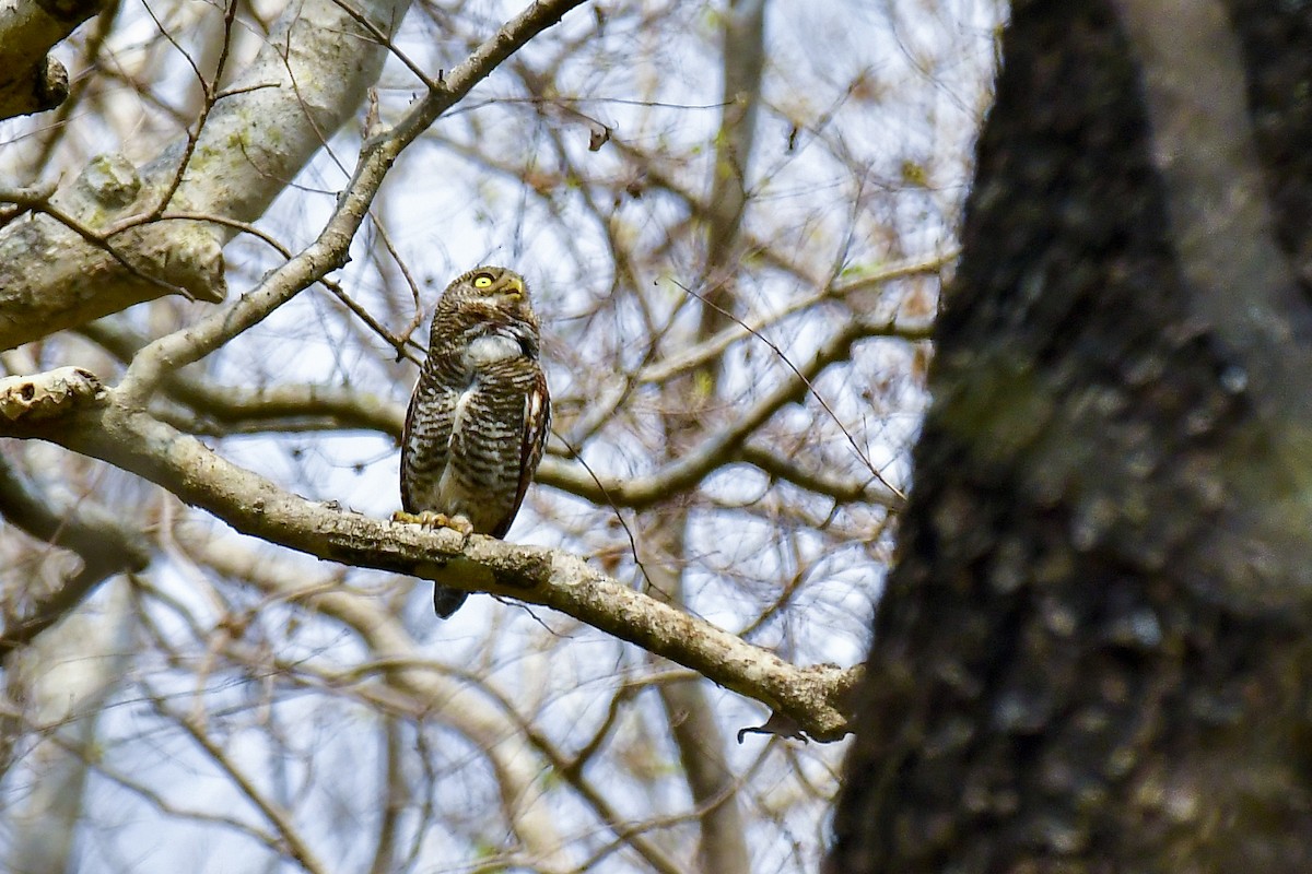 Jungle Owlet - Sathish Ramamoorthy