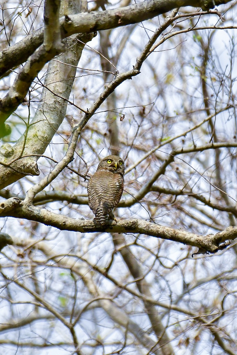 Jungle Owlet - Sathish Ramamoorthy