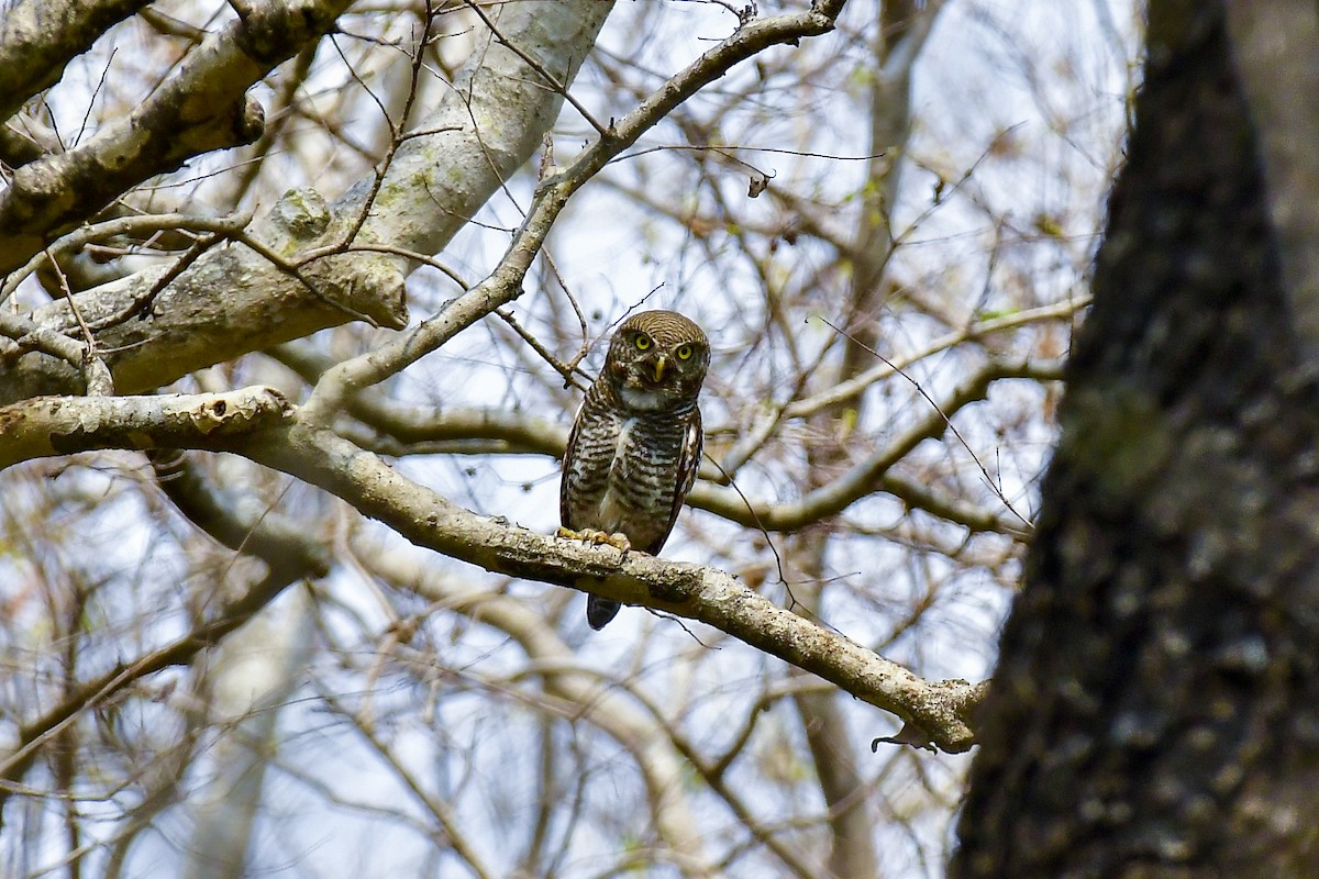 Jungle Owlet - Sathish Ramamoorthy