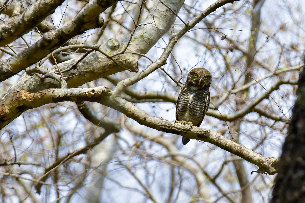 Jungle Owlet - Sathish Ramamoorthy