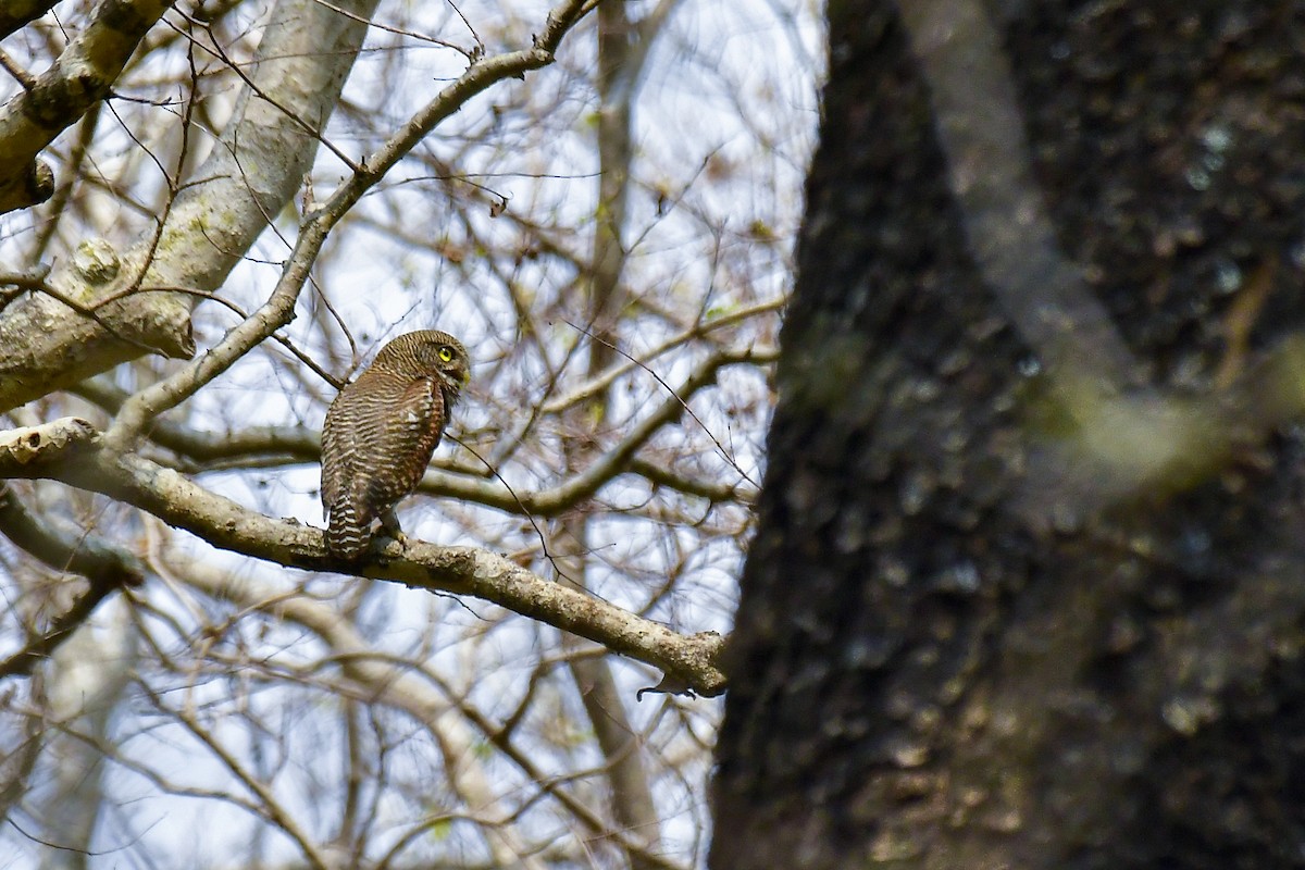 Jungle Owlet - Sathish Ramamoorthy