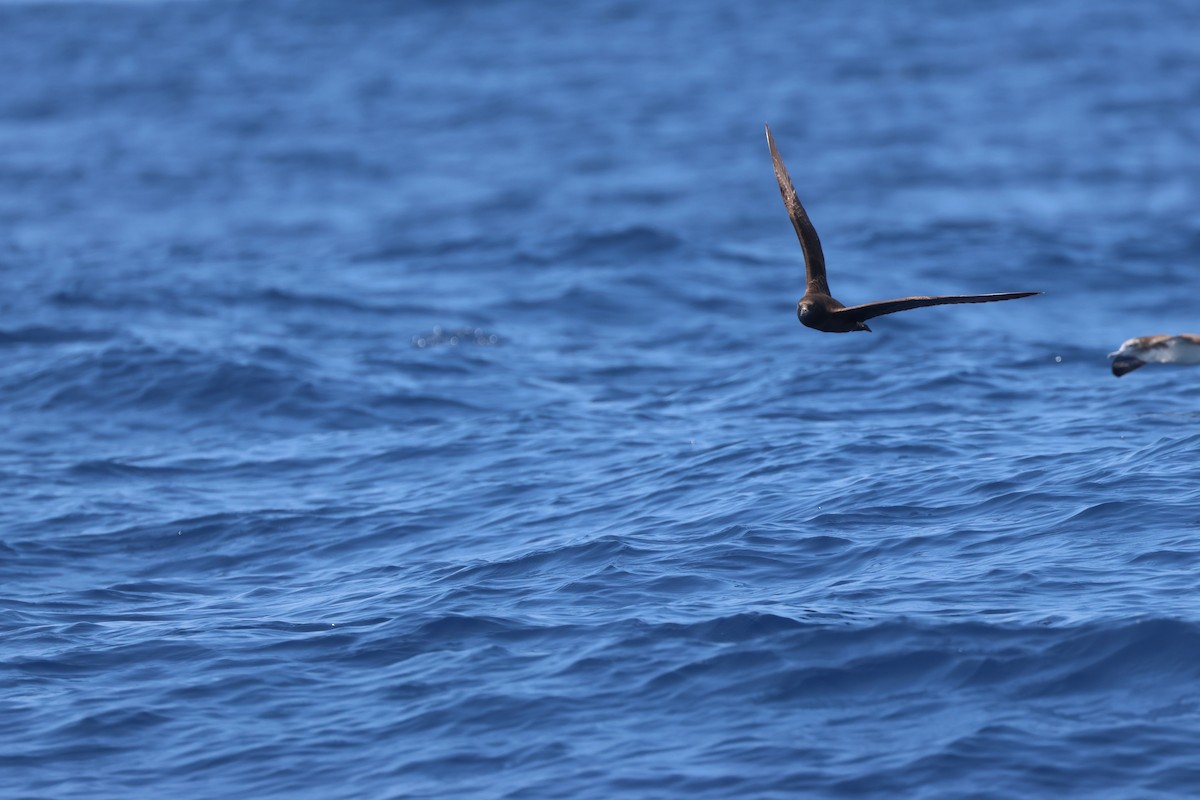 Flesh-footed Shearwater - Chi-Hsuan Shao