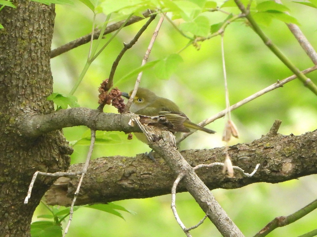 Ak Gözlü Vireo - ML618885748