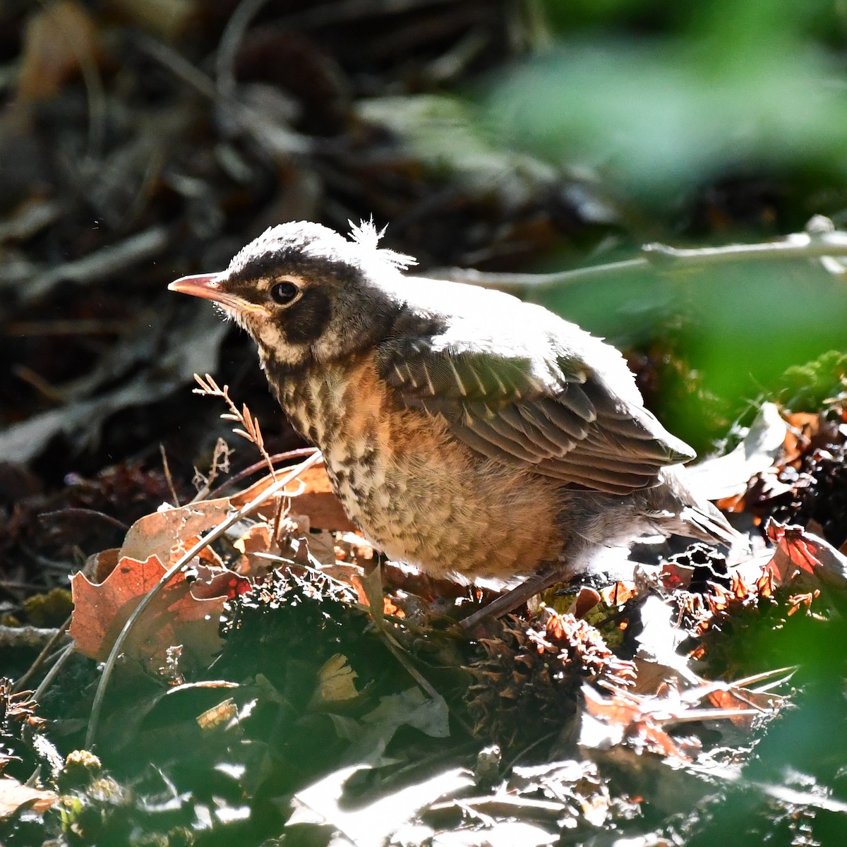 American Robin - Kevin Kelly