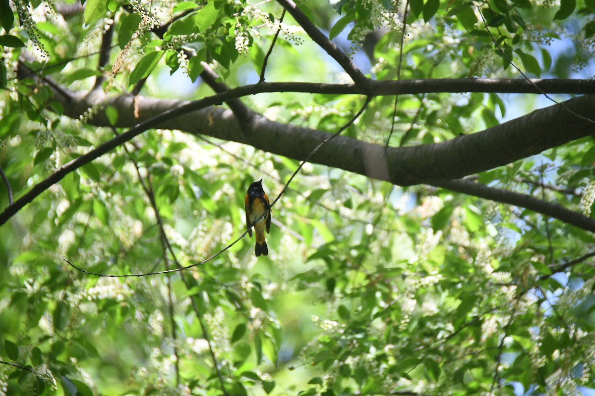 American Redstart - ML618885760