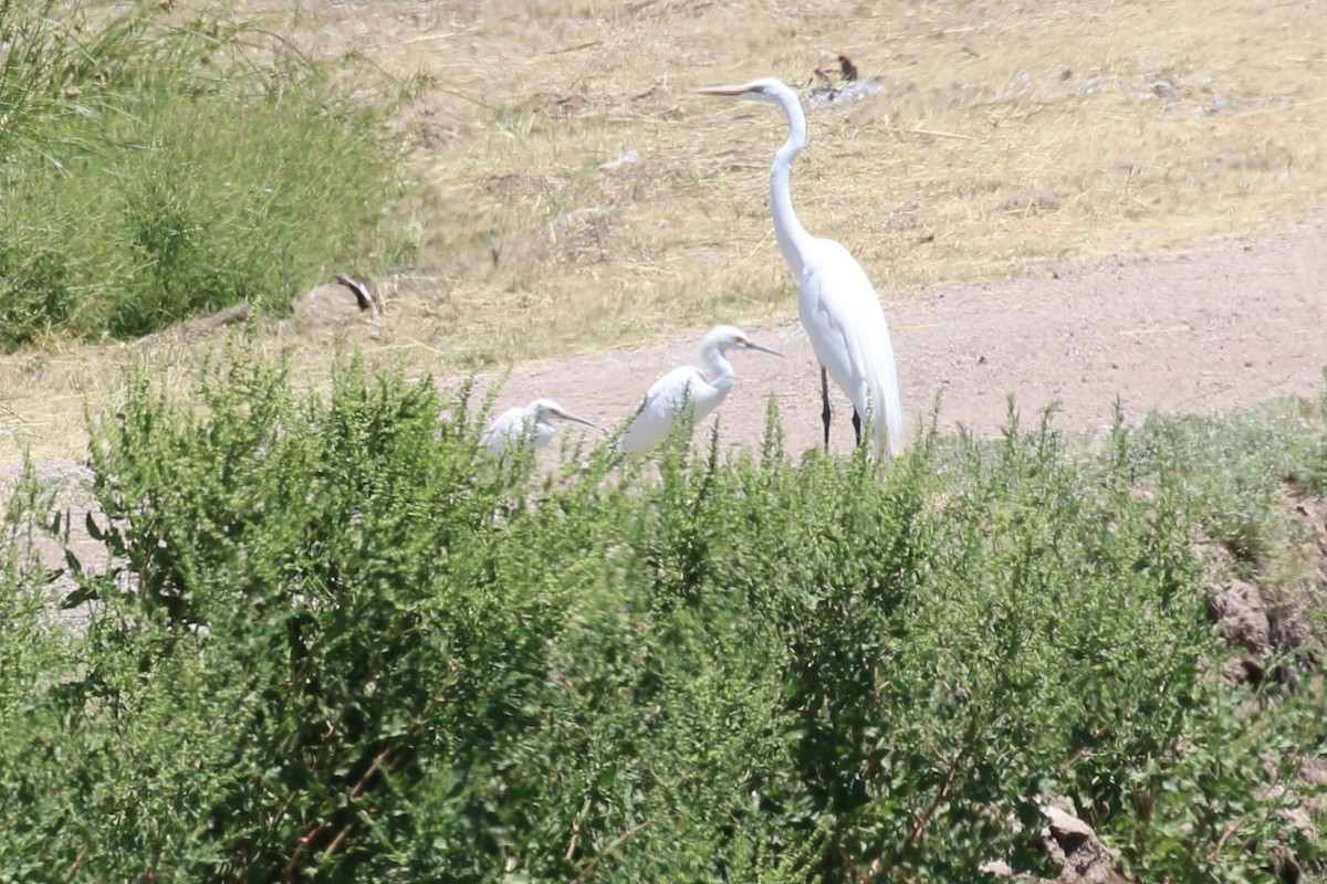 Snowy Egret - ML618885766