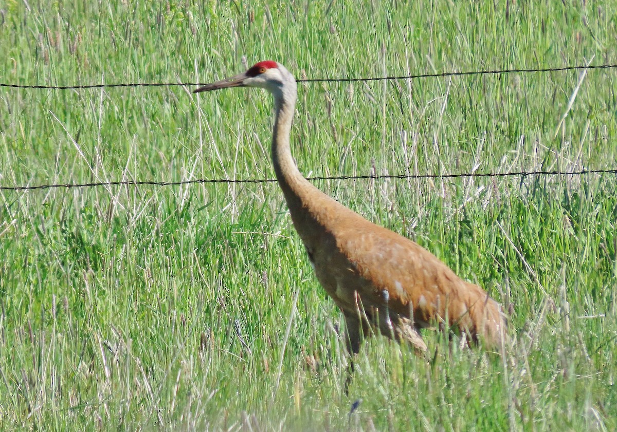 Sandhill Crane - Craig Johnson