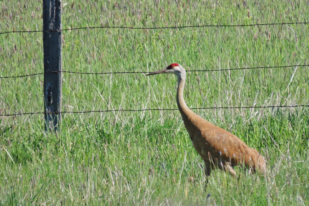 Sandhill Crane - Craig Johnson