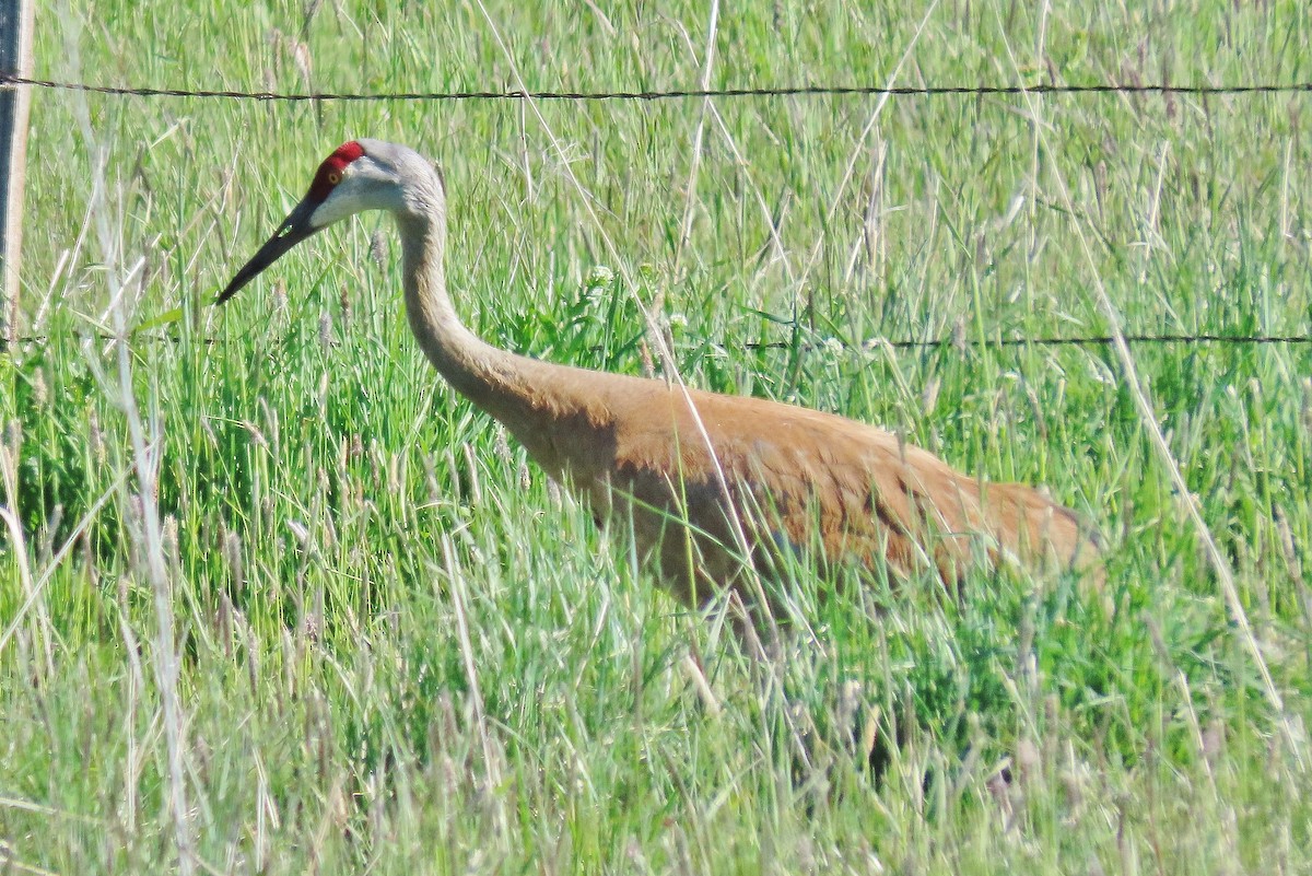 Sandhill Crane - Craig Johnson