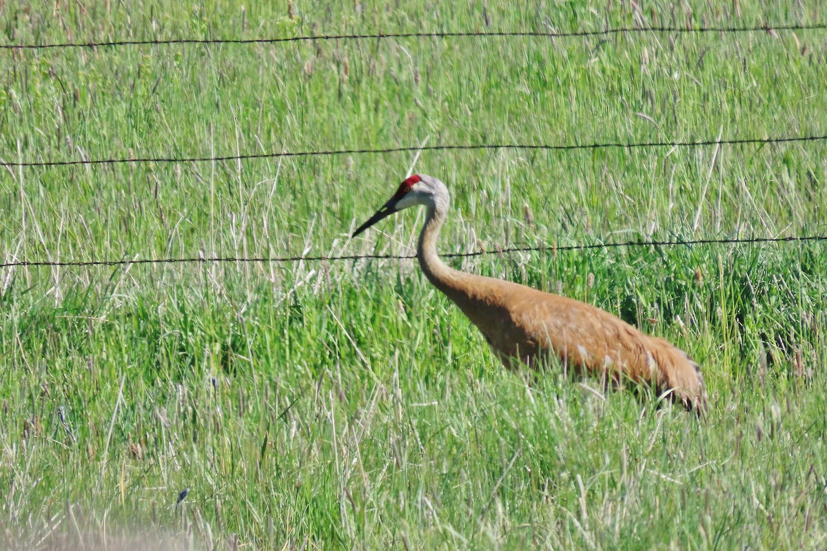 Sandhill Crane - Craig Johnson