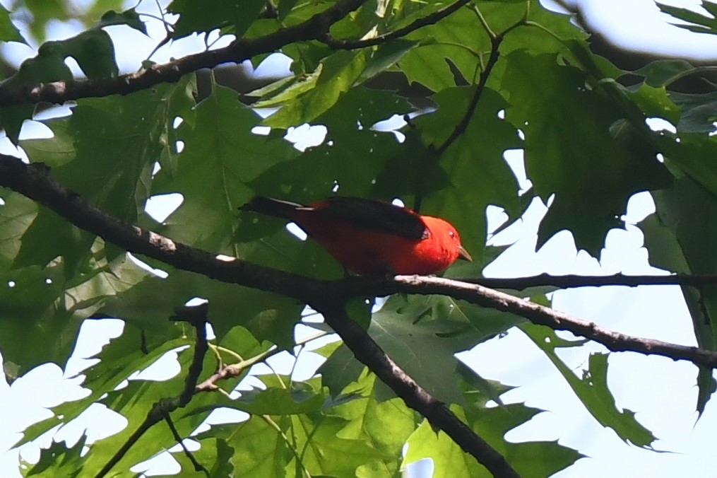 Scarlet Tanager - ML618885789