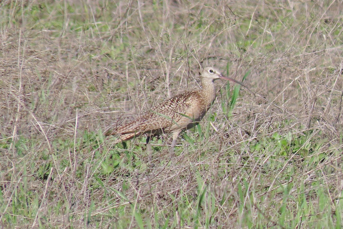 Long-billed Curlew - ML618885801