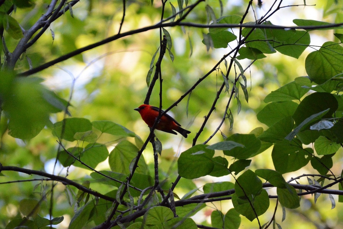 Scarlet Tanager - ML618885816