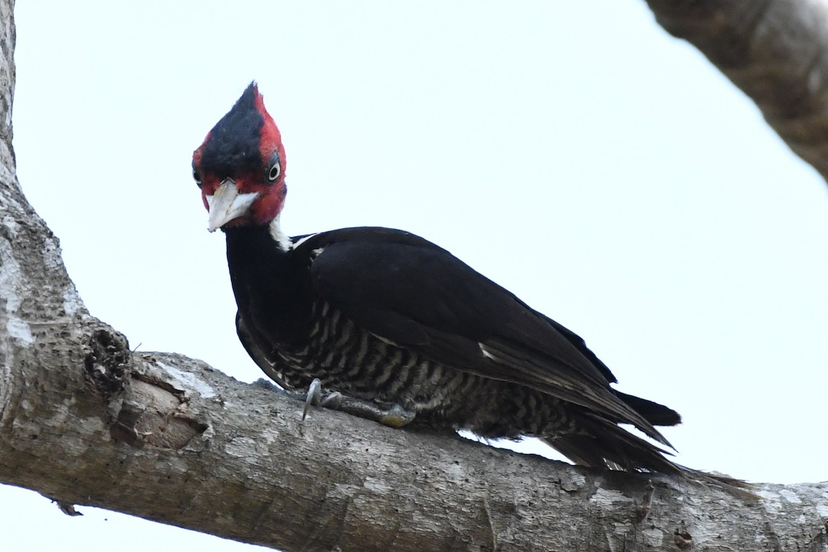 Pale-billed Woodpecker - L.Vidal Prado Paniagua