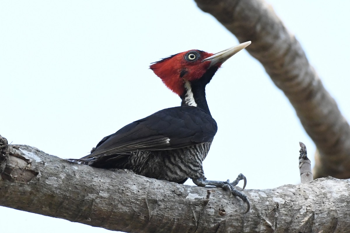 Pale-billed Woodpecker - L.Vidal Prado Paniagua