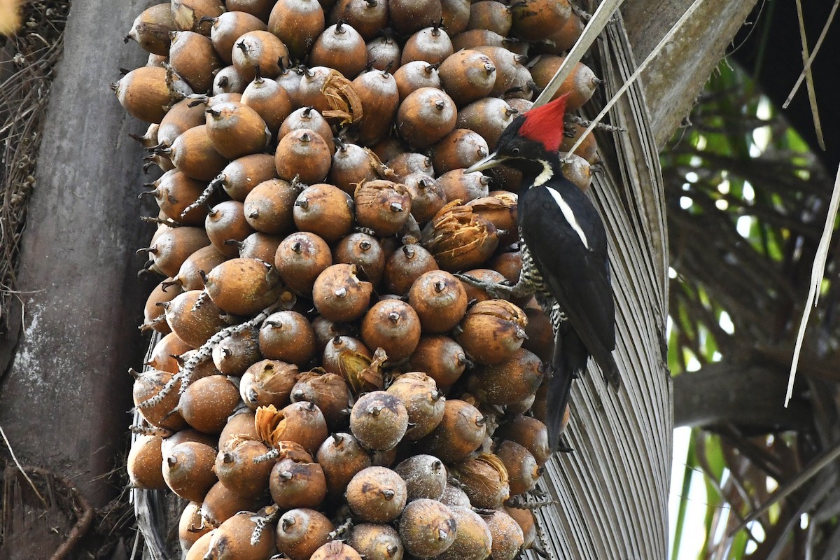 Lineated Woodpecker - L.Vidal Prado Paniagua