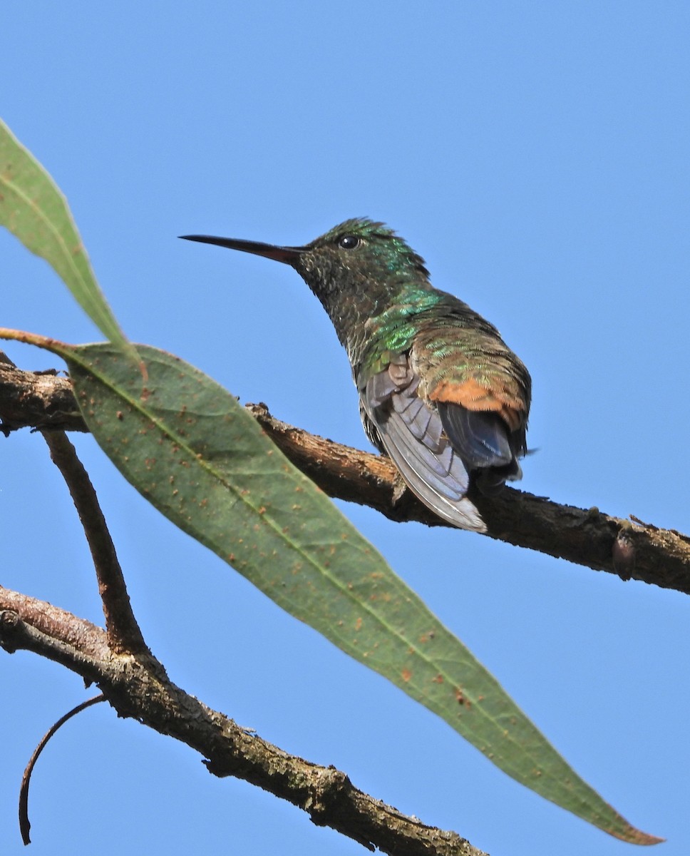 Copper-rumped Hummingbird - ML618885850