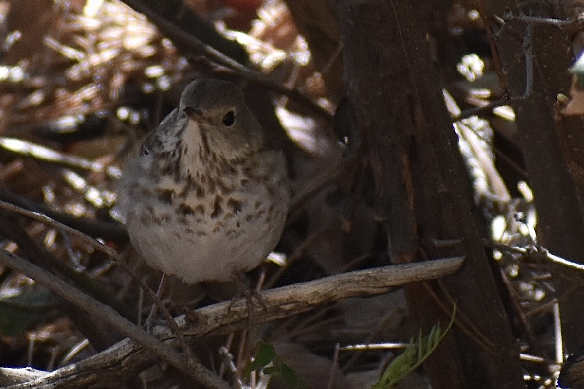 Hermit Thrush - ML618885852