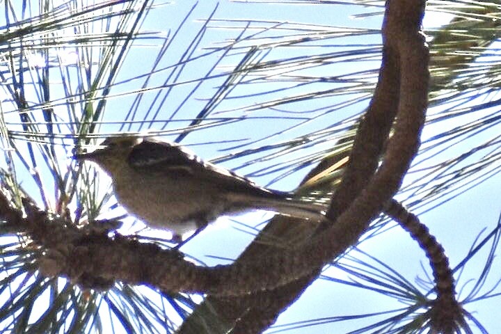 Olive Warbler - Christian Feldt