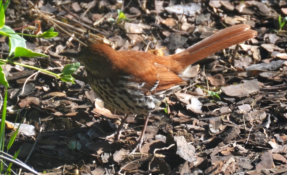 Brown Thrasher - ML618885867