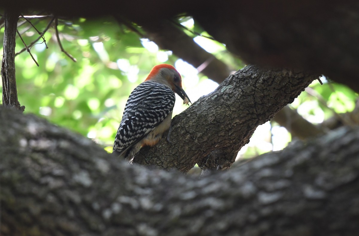 Red-bellied Woodpecker - Wendy N