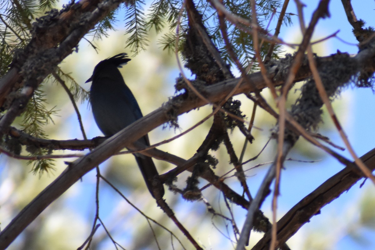 Steller's Jay - ML618885904