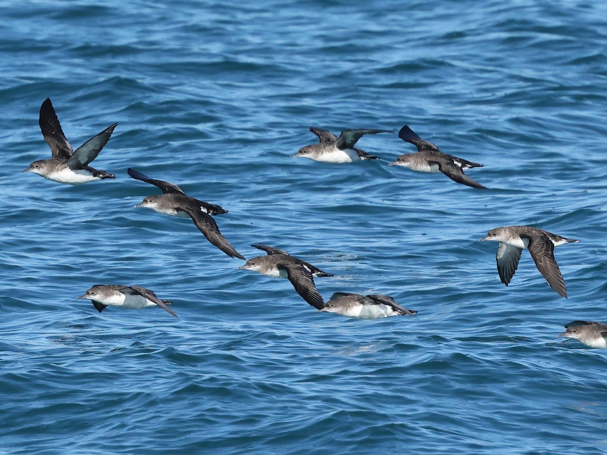 Fluttering Shearwater - Mark Newsome