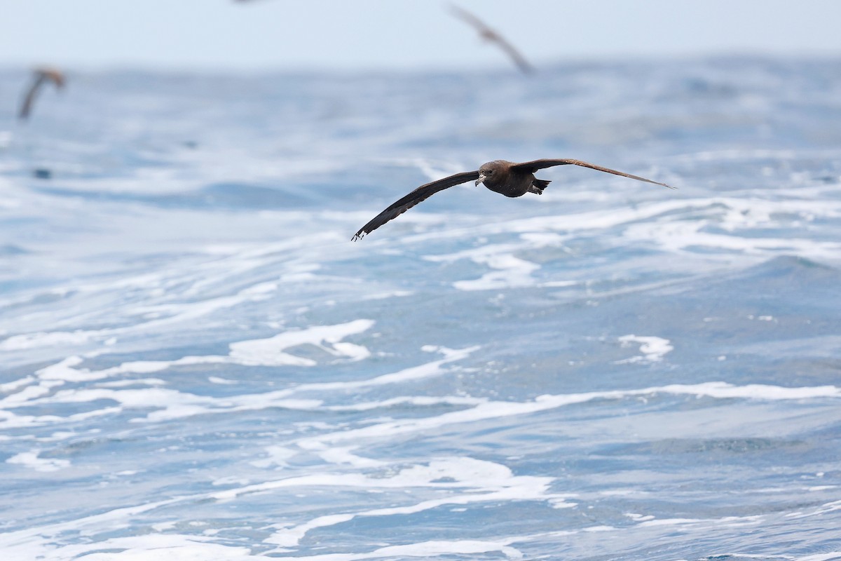 Flesh-footed Shearwater - Chih-Wei(David) Lin