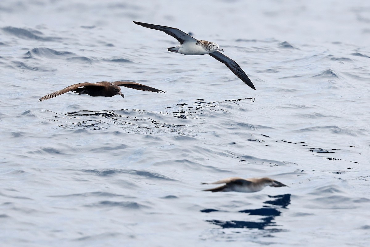 Flesh-footed Shearwater - Chih-Wei(David) Lin