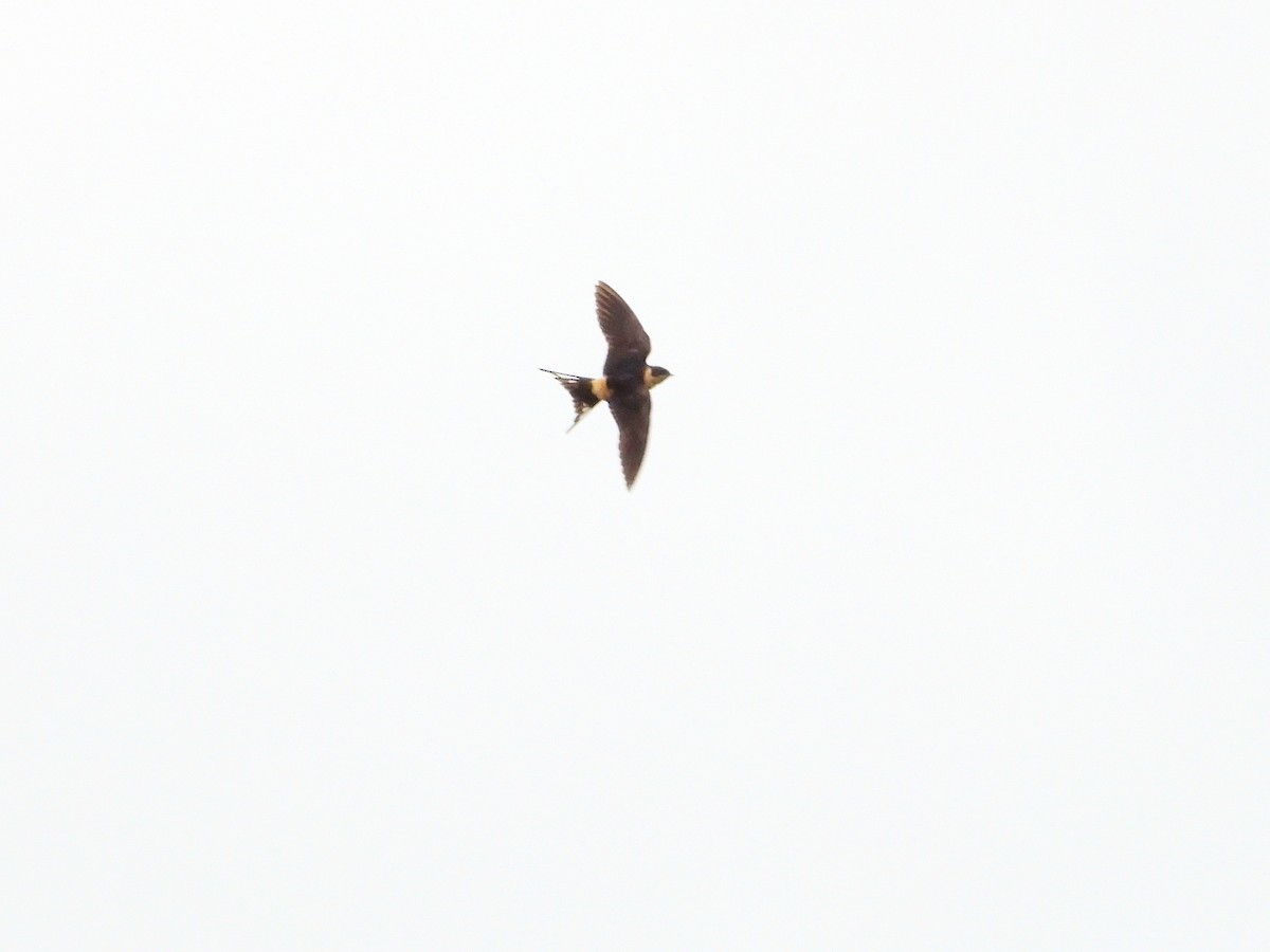 Rufous-chested Swallow - Martin Rheinheimer