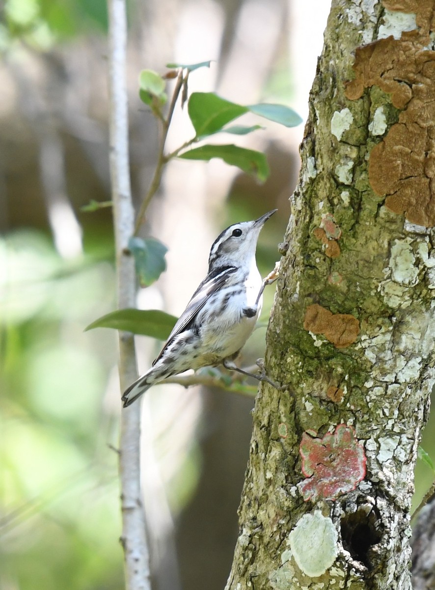 Black-and-white Warbler - Wendy N