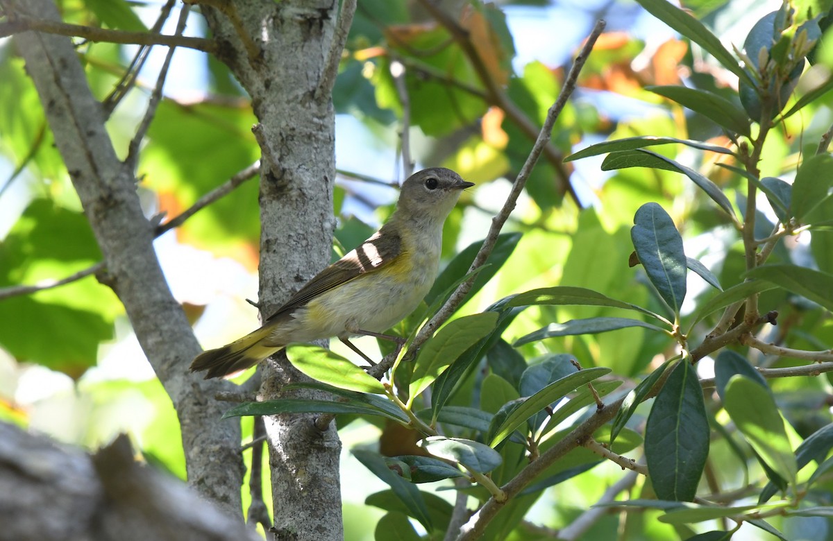 American Redstart - ML618885953