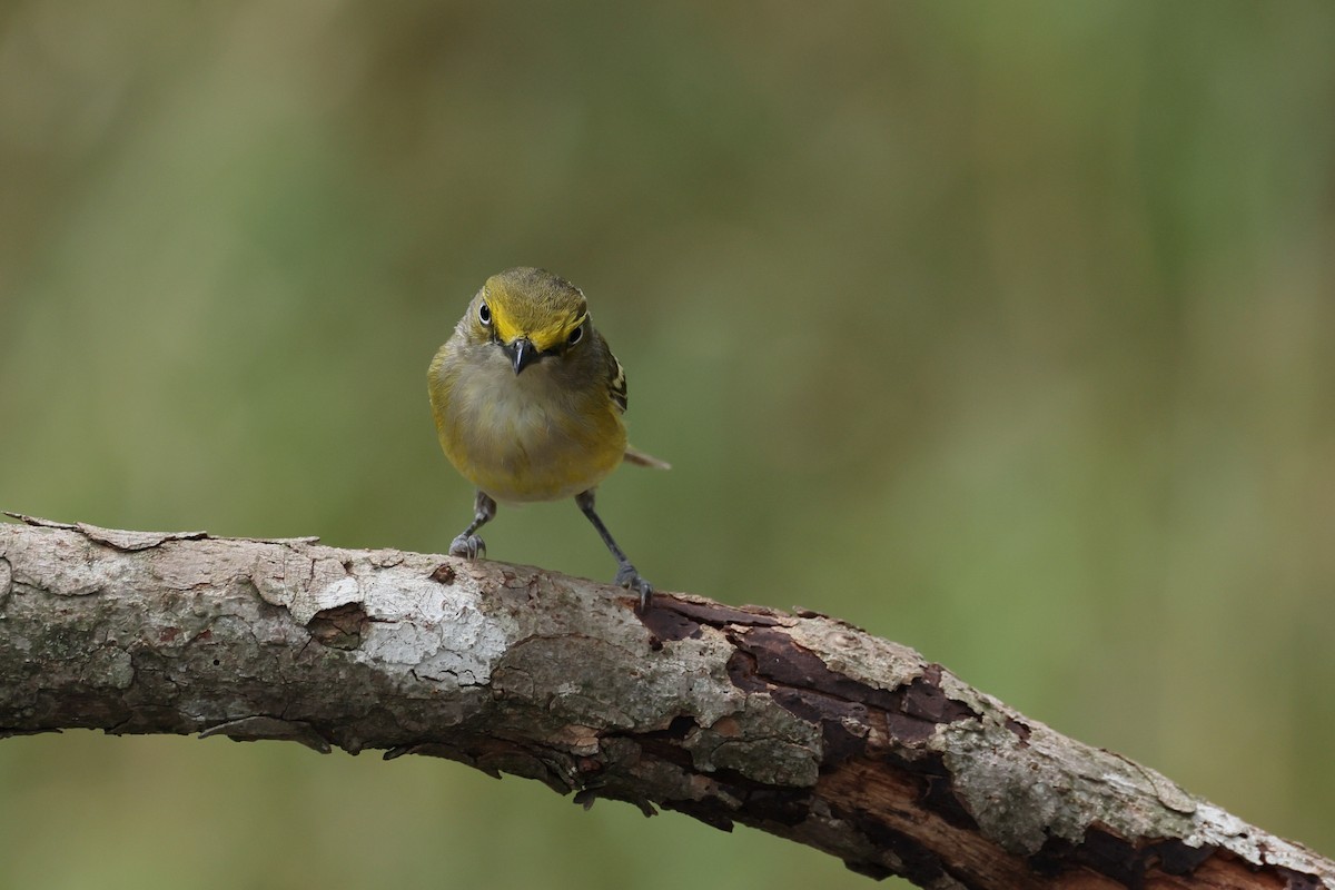 White-eyed Vireo - Fernanda Araujo