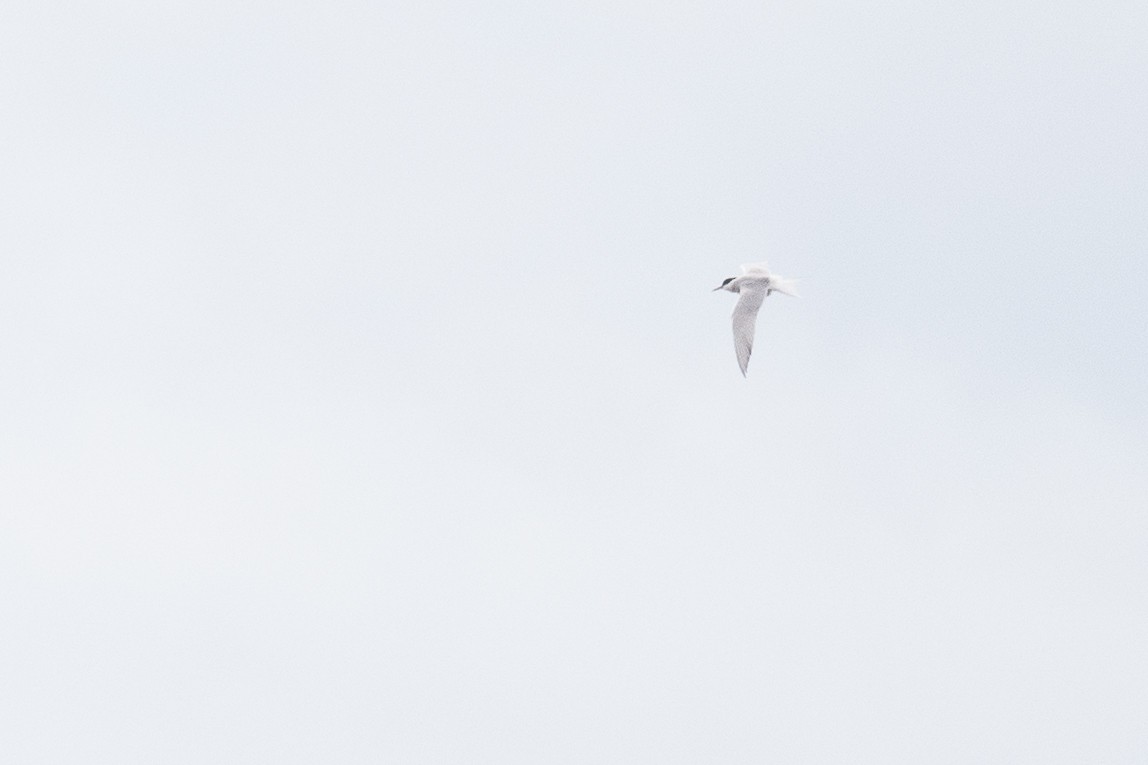 Common Tern - Ben  Lucking