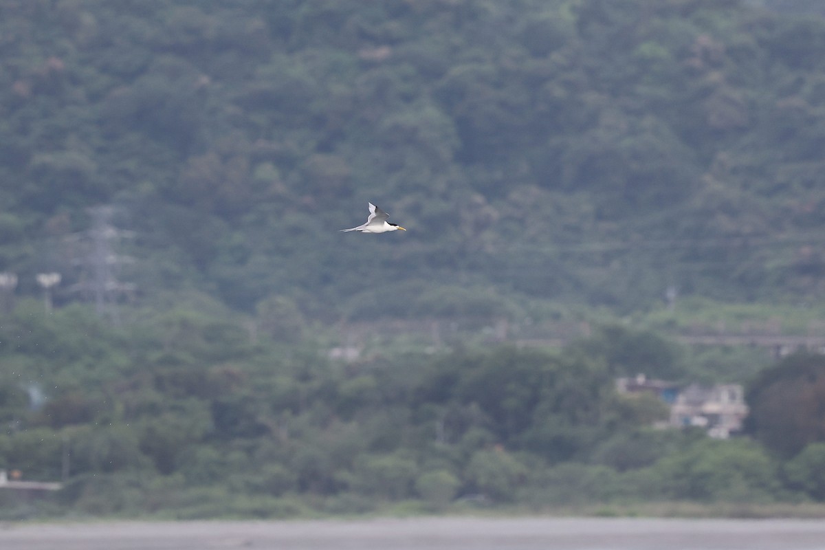 Great Crested Tern - ML618885968