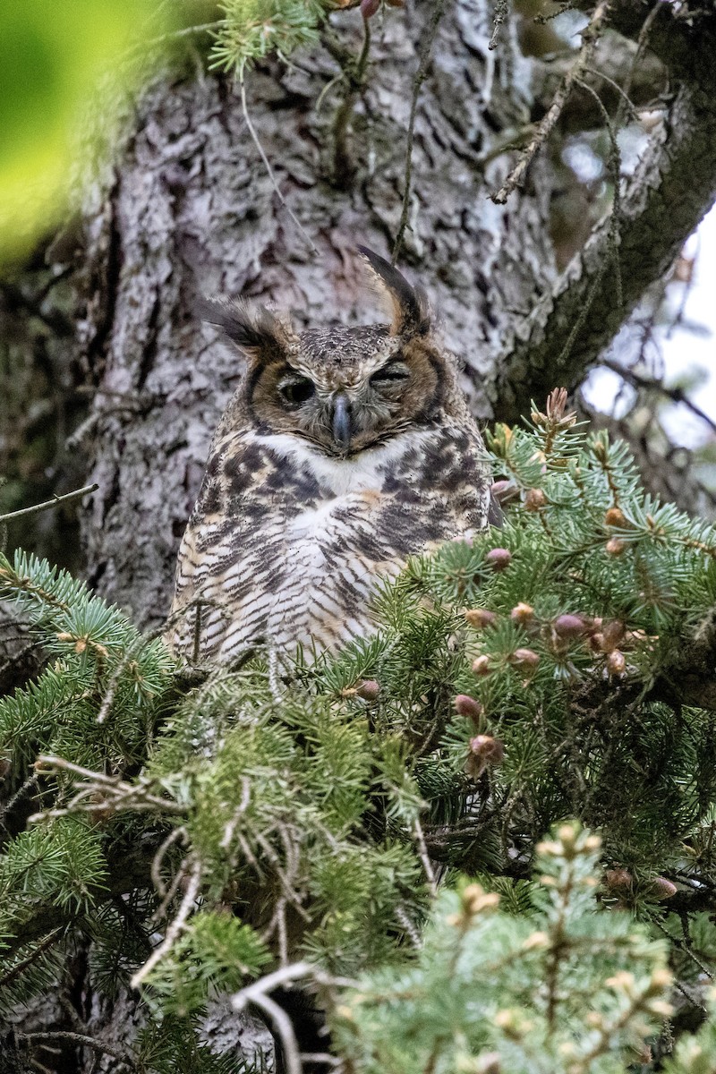 Great Horned Owl - Bill Massaro