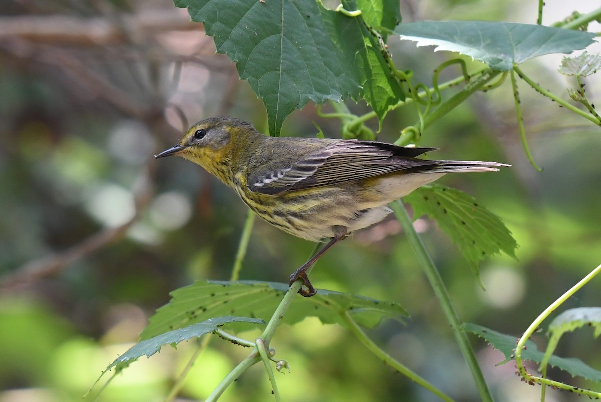 Cape May Warbler - ML618885983