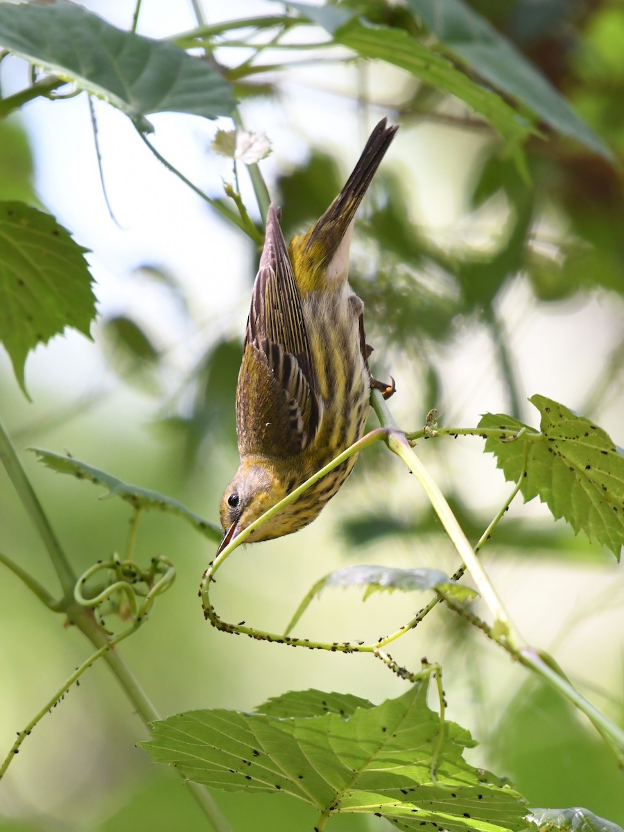 Cape May Warbler - ML618885984