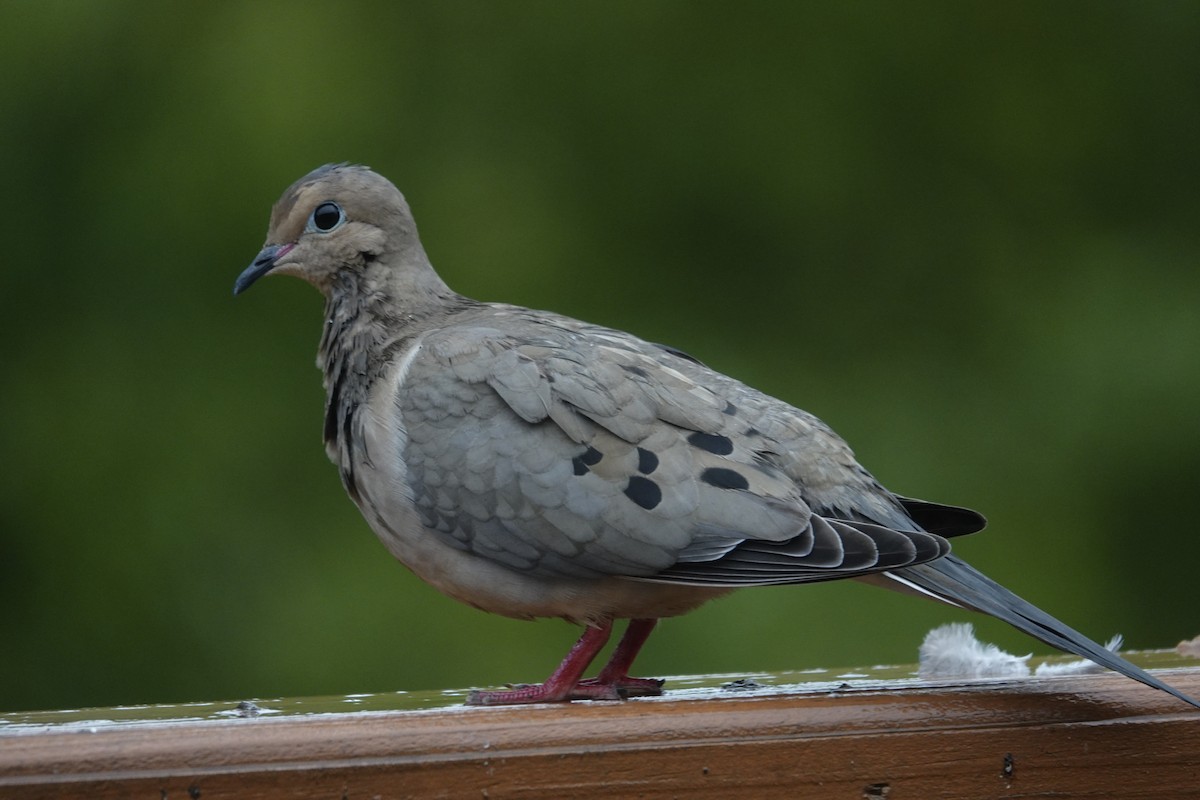 Mourning Dove - ML618885988