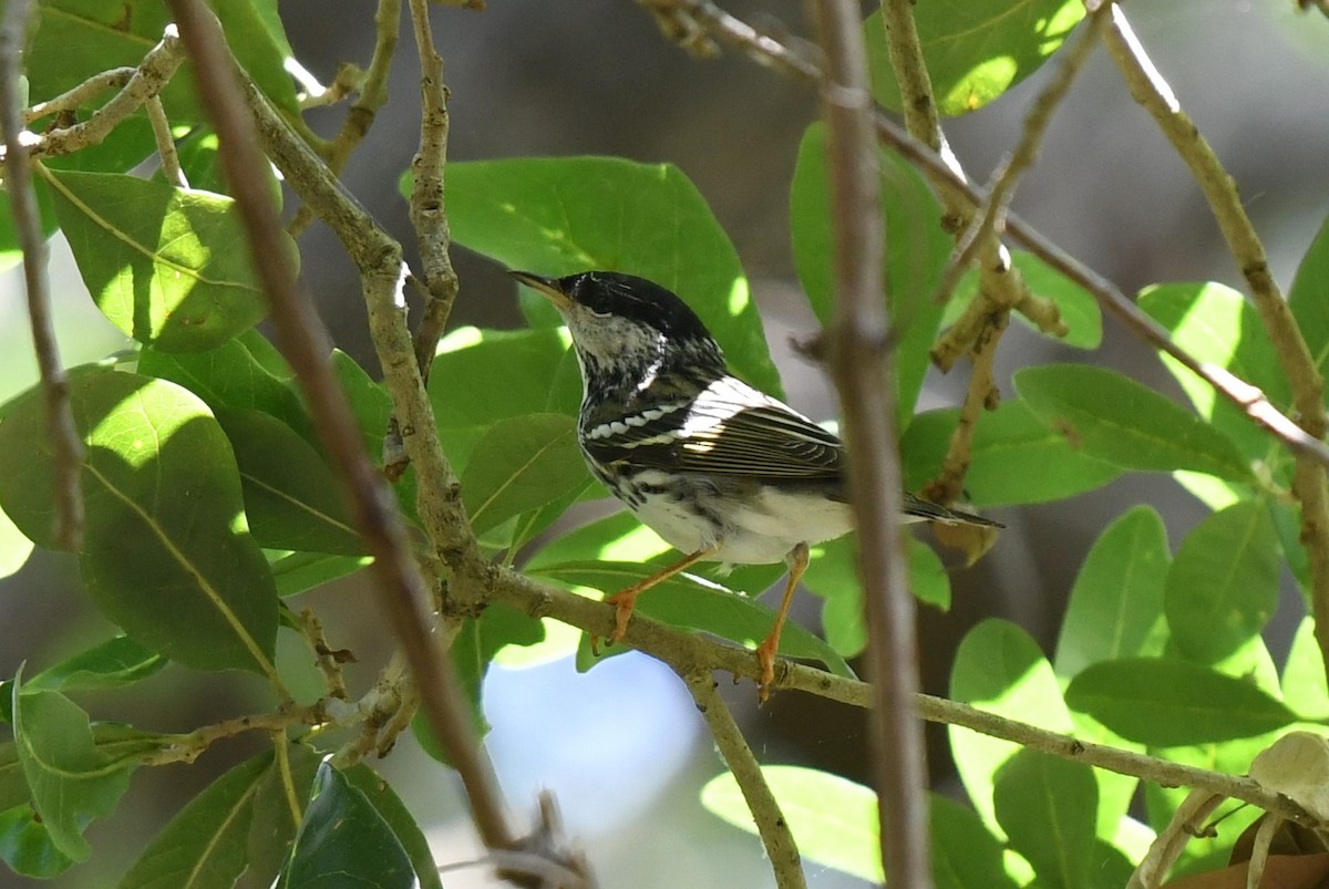 Blackpoll Warbler - ML618885993